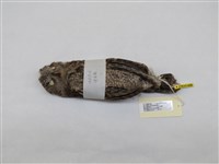 藏品(領角鴞)的圖片